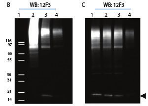 蛋白翻譯后修飾 ptm 檢測利器 cytoskeleton signal seeker 產品線促銷資訊 資訊 優寧維公司官網